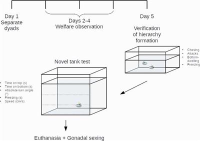 Social Stress Increases Anxiety-Like Behavior Equally in Male and Female Zebrafish